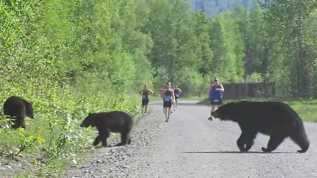 Insolite : Quand 3 ours s’invitent sur une course
