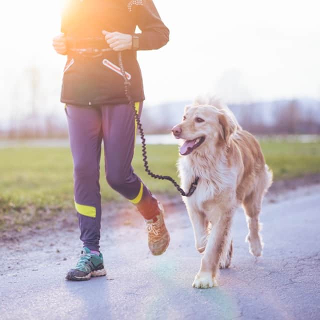 Canicross, Jogging & marche pour chiens