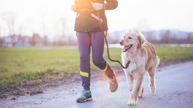 Canicross : Les conseils pour courir avec son chien