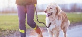 Canicross : Quelques conseils pour courir avec son chien